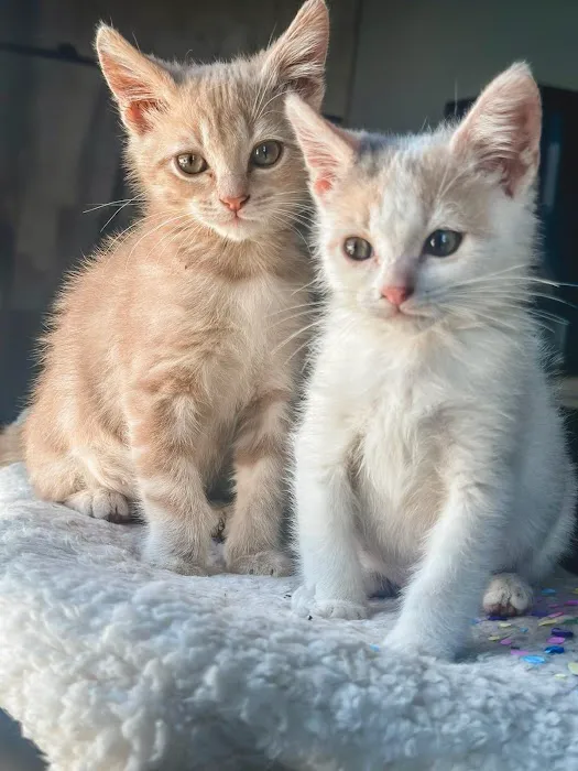 Best Friends Animal Hospital Picture 6