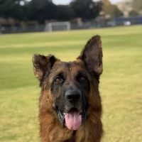 Walnut Valley Animal Hospital ico