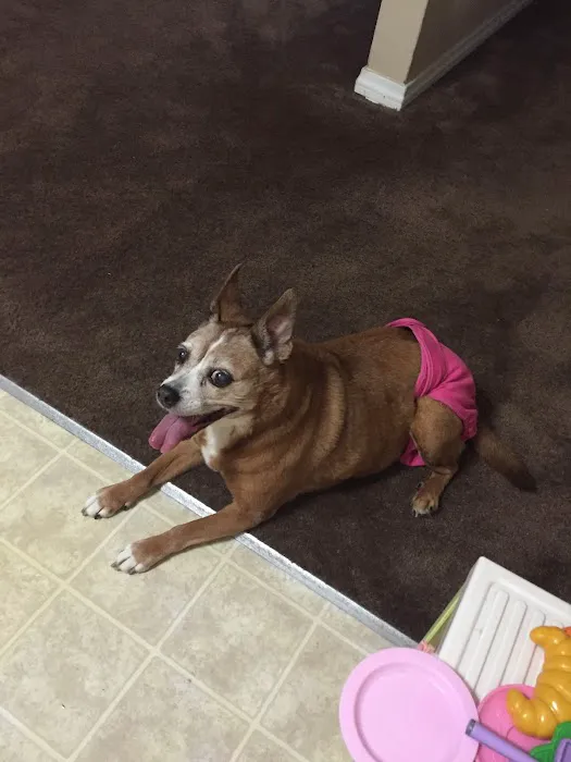 Walnut Valley Animal Hospital Picture 7