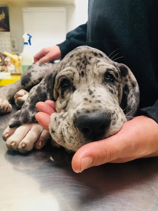 South Glendora Animal Hospital Picture 10