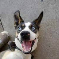 South Glendora Animal Hospital ico