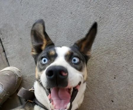 South Glendora Animal Hospital