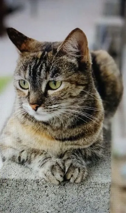 South Glendora Animal Hospital Picture 2