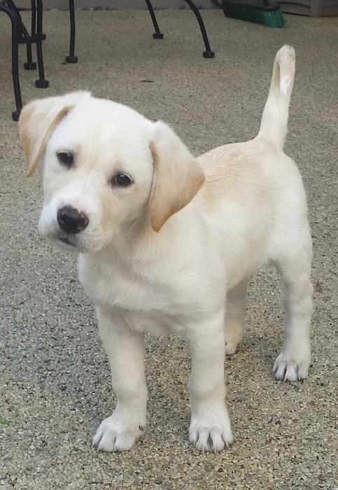 Cypress Animal Hospital Picture 6