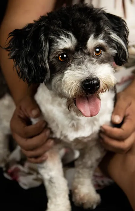 Cypress Animal Hospital Picture 3
