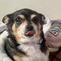 Cypress Animal Hospital ico