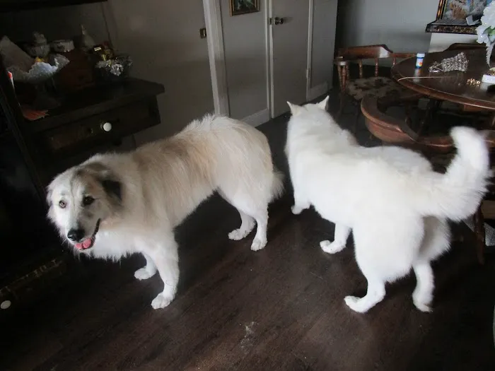 Cypress Animal Hospital Picture 5