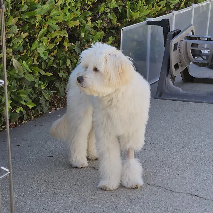 Emergency Pet Hospital of Glendora Picture 8