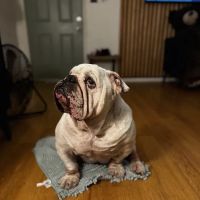 Emergency Pet Hospital of Glendora ico