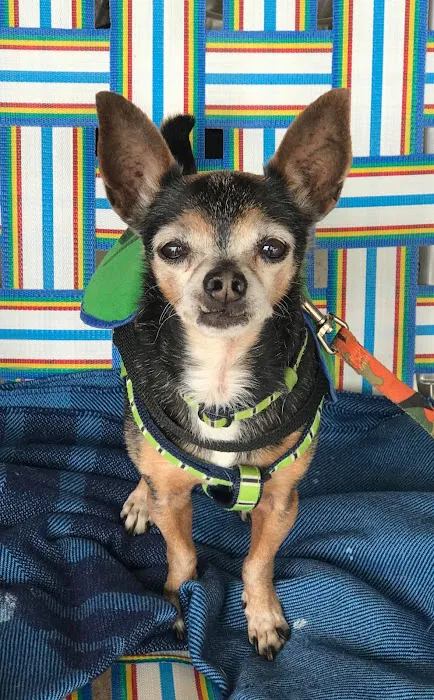 Emergency Pet Hospital of Glendora Picture 7