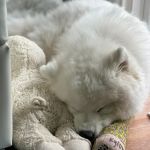 Sunshine Veterinary Care