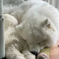 Sunshine Veterinary Care ico