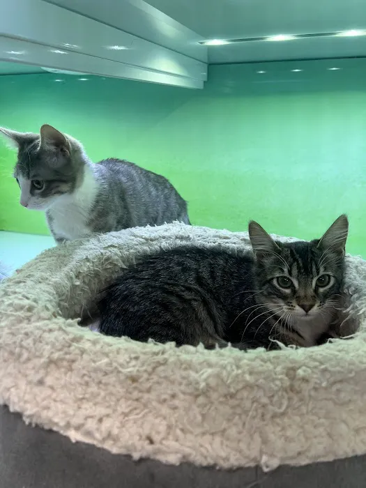 Pacific Paws Animal Hospital Picture 1