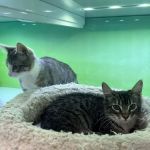 Pacific Paws Animal Hospital