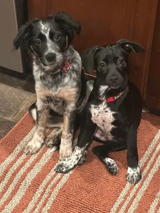 Pacific Paws Animal Hospital Picture 8