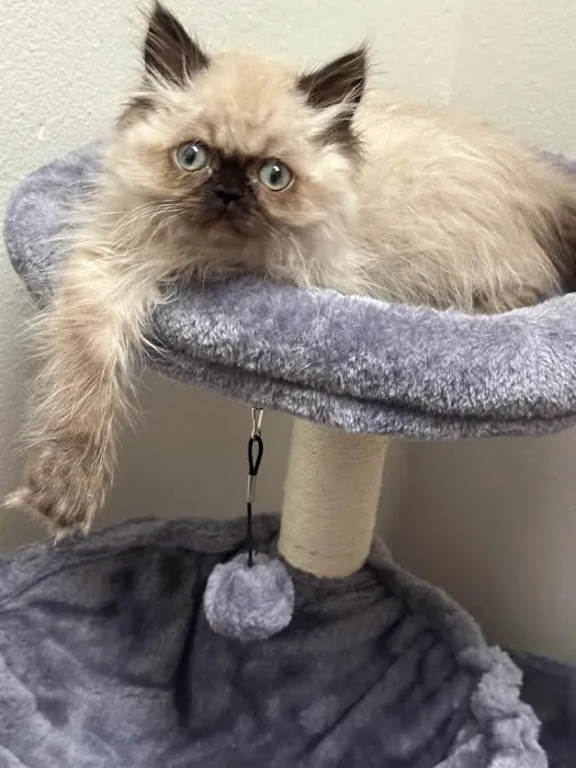 Pacific Paws Animal Hospital Picture 7