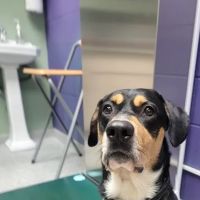Founders Veterinary Clinic ico