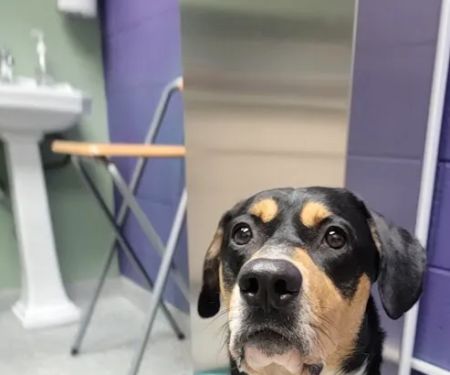 Founders Veterinary Clinic