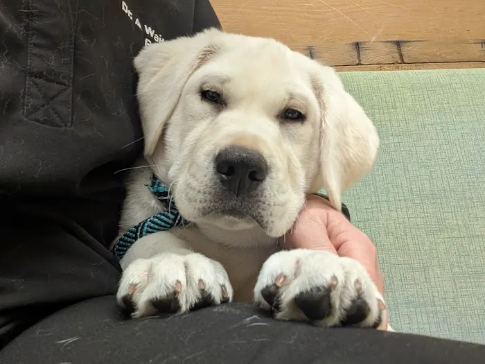 Mid-Peninsula Animal Hospital Picture 2
