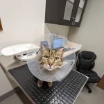 Mid-Peninsula Animal Hospital