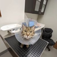 Mid-Peninsula Animal Hospital ico