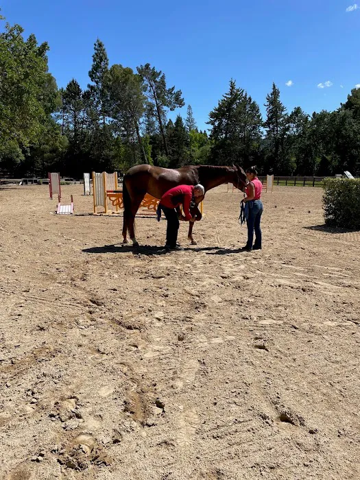Bayhill Equine Picture 1