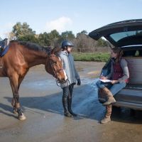 Starwood Equine Veterinary Services - Peninsula ico