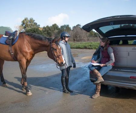 Starwood Equine Veterinary Services - Peninsula