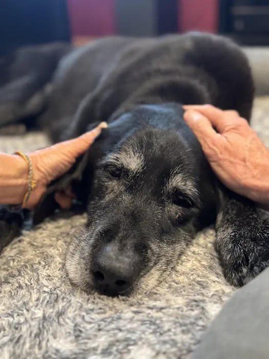 Restful Paws - In Home Pet Hospice and Euthanasia, A SAGE Service Picture 1