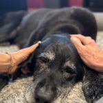 Restful Paws - In Home Pet Hospice and Euthanasia, A SAGE Service