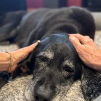 Restful Paws - In Home Pet Hospice and Euthanasia, A SAGE Service ico