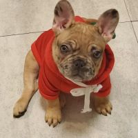 Redwood Animal Hospital ico