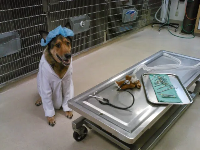 Redwood Animal Hospital Picture 4