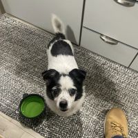Canyon Veterinary Hospital ico