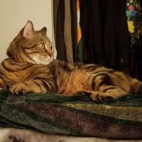 Boulevard Pet Hospital ico