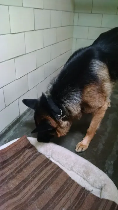 Boulevard Pet Hospital Picture 9