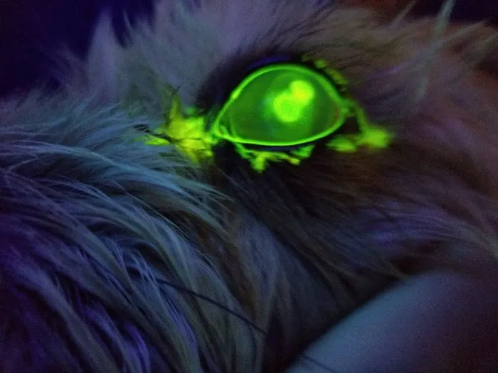 Boulevard Pet Hospital Picture 7