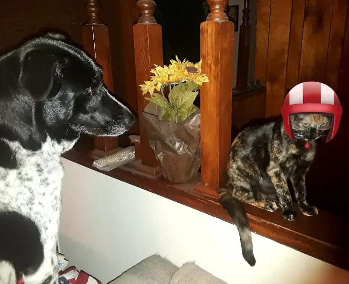 Boulevard Pet Hospital Picture 2