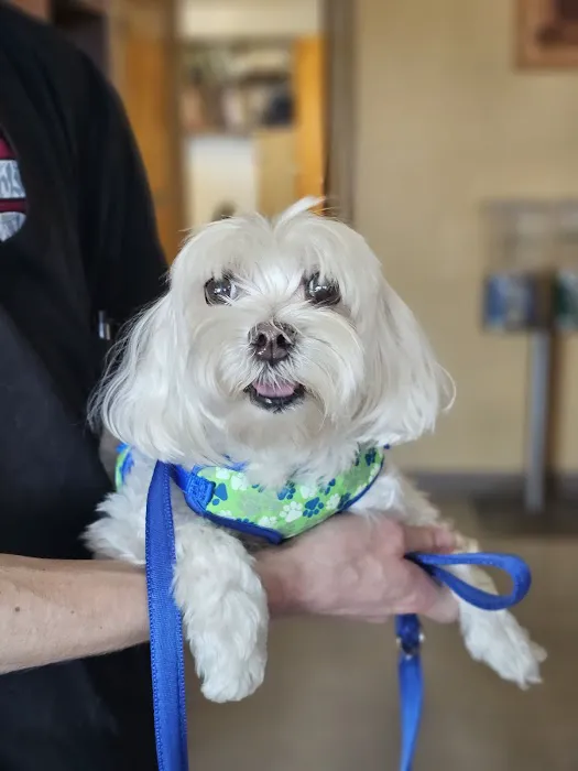 San Lorenzo Veterinary Hospital Picture 9