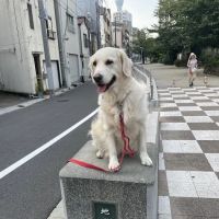 San Lorenzo Veterinary Hospital ico