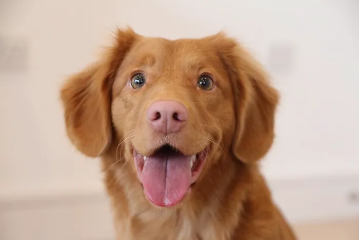 Bay Cities Animal Hospital Picture 9