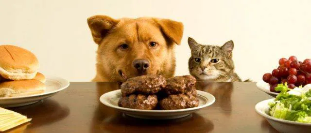 Bay Cities Animal Hospital Picture 4