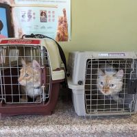 Bay Cities Animal Hospital ico