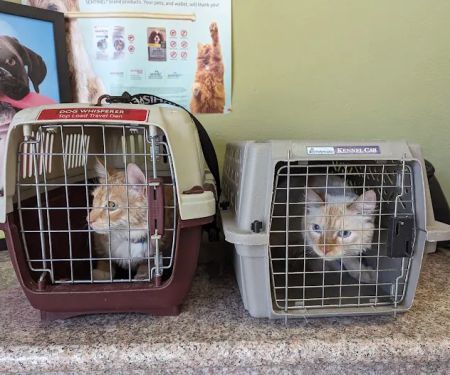 Bay Cities Animal Hospital
