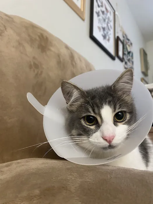 Bay Cities Animal Hospital Picture 10