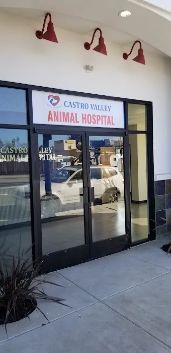 Castro Valley Animal Hospital Picture 7