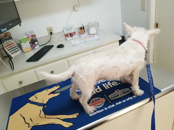 Castro Valley Animal Hospital Picture 9