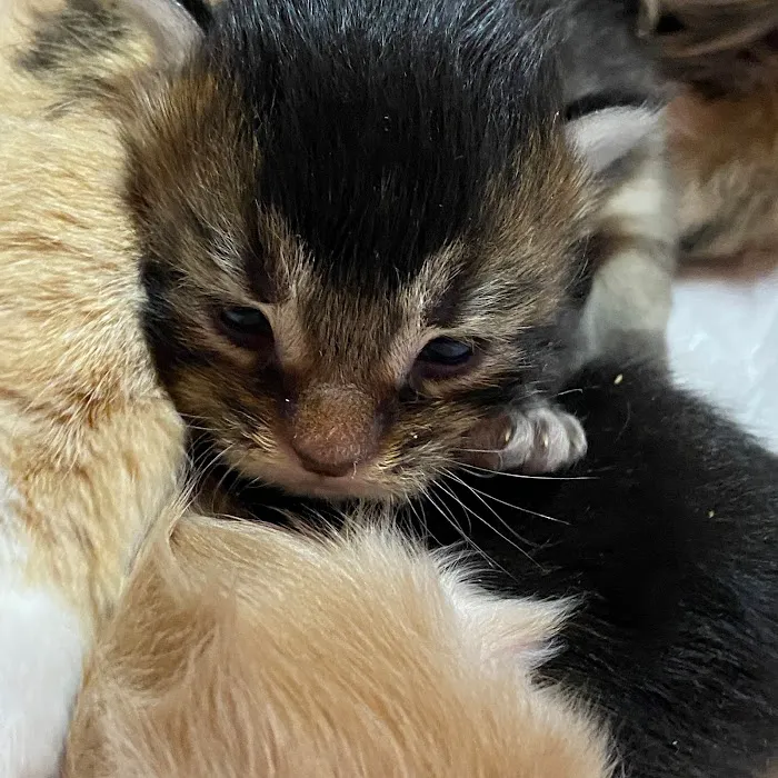 MousseeCoons Maine Coon Cattery Picture 2