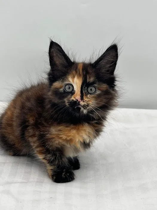 MousseeCoons Maine Coon Cattery Picture 1