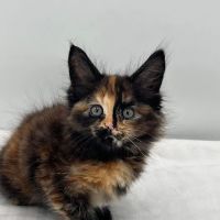 MousseeCoons Maine Coon Cattery ico